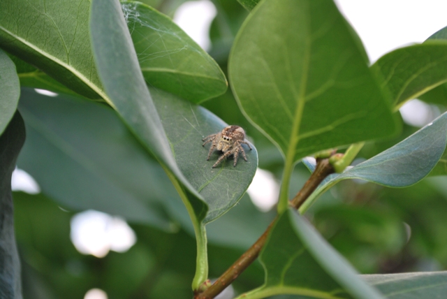 Philaeus chrysops